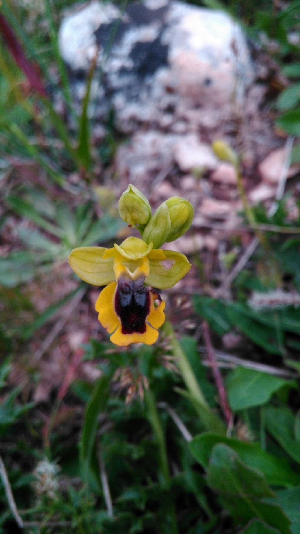 Ophrys lutea